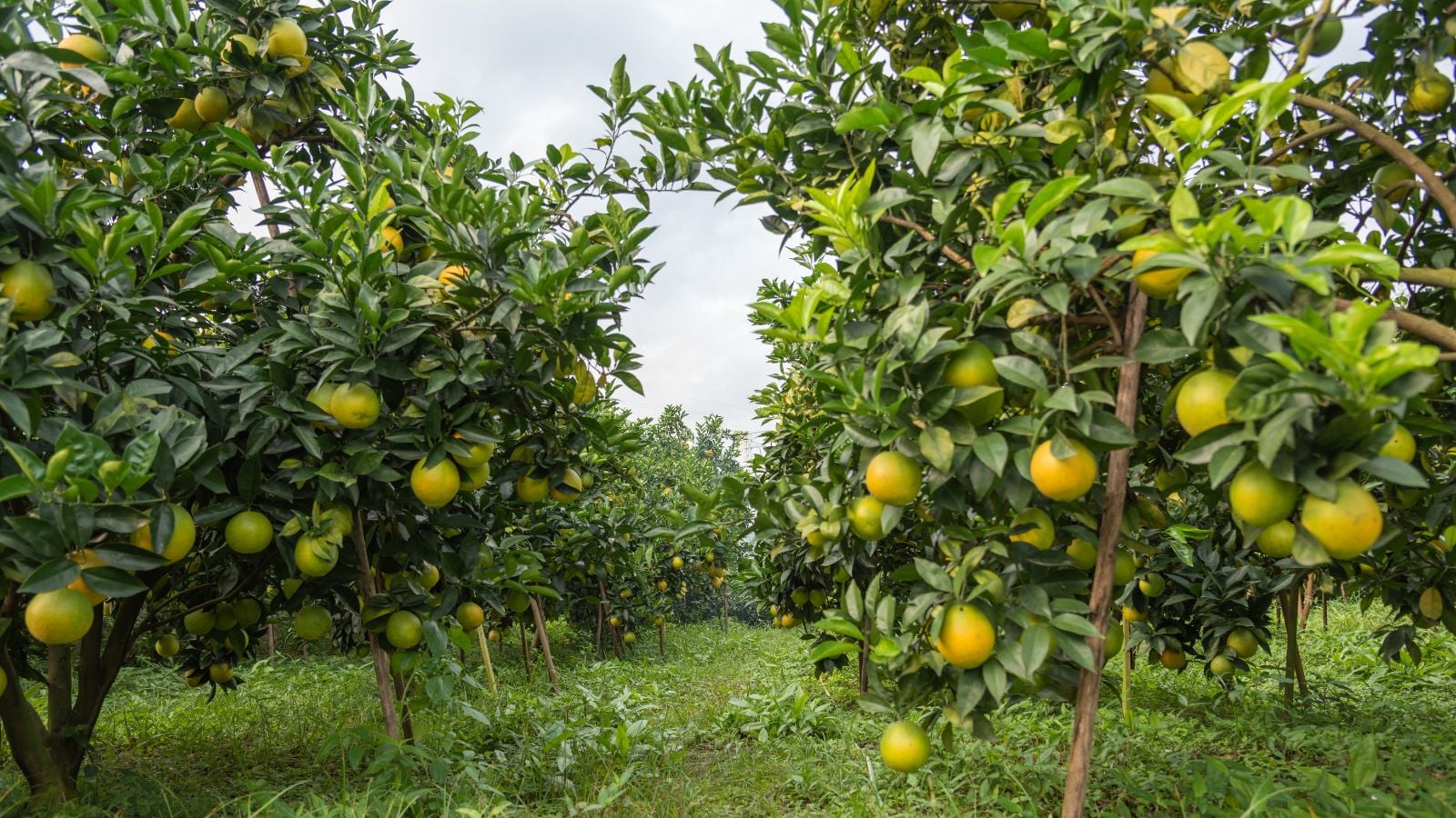 An orchard with rows of Citrus sinensis plants, appearing to have unripe fruits that look round and green with a cloudy sky in the background