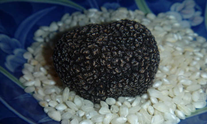 Truffle