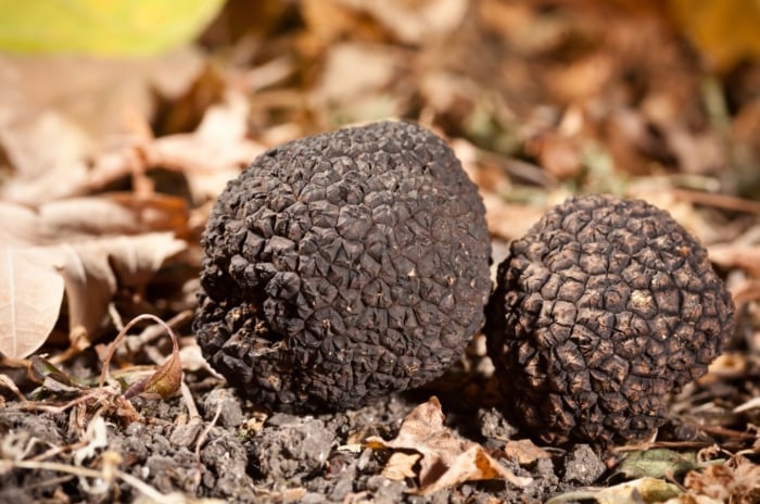 Knowing how to grow truffles, showing two pieces of Tuber melanosporum on the ground, surrounded by dried debris