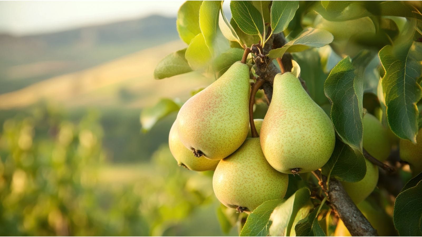 A close-up shot of a composition of vibrant yellow-green colored, dangling fruits of a fruit-bearing plant, showcasing how to grow pear trees