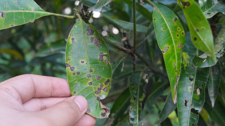 How to Plant, Grow, and Care for a Mango Tree