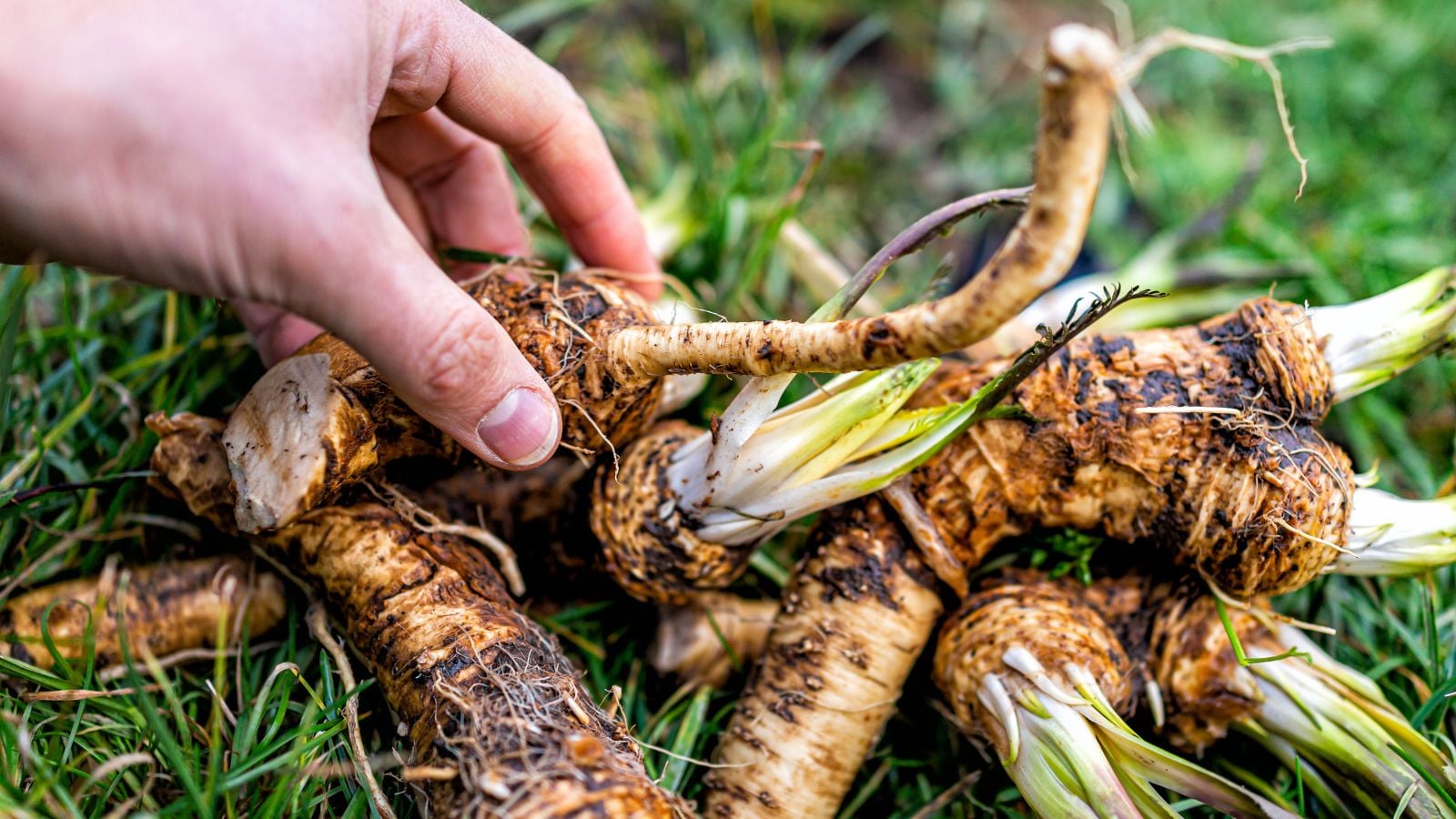 A person who worked to grow horseradish, holding freshly harvested pieces using bare hand with greens in the background
