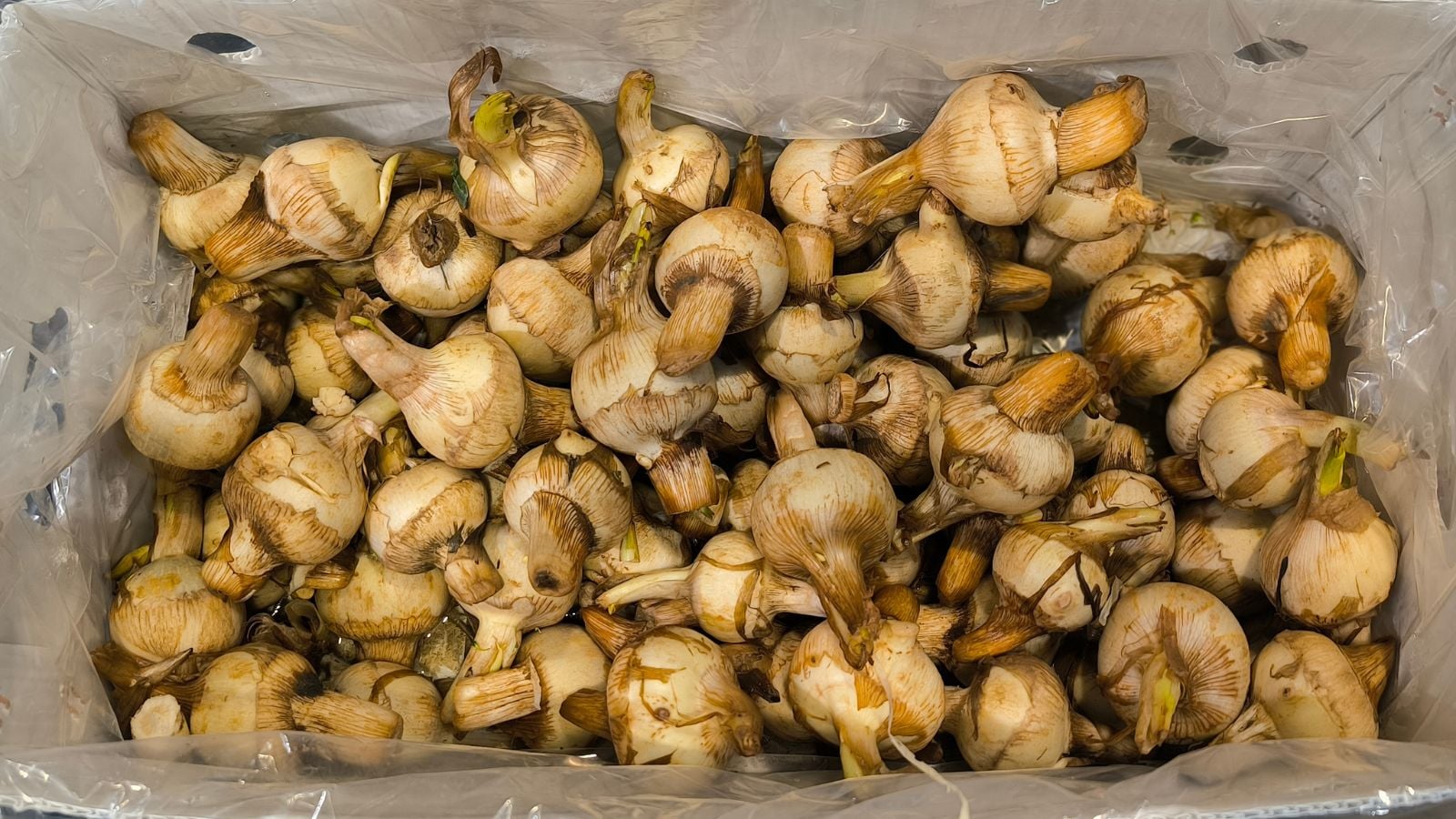 A pile of freshly harvested Arrowhead roots appearing to have a brown color placed in a container with a plastic lining