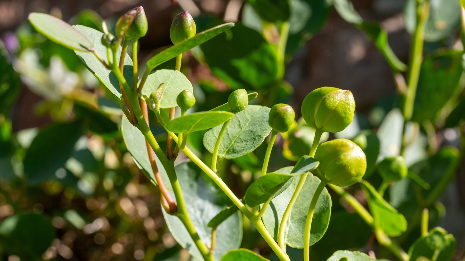 Lovely unopened buds of Caper bushes appearing to have a vibrant green color placed under warm sunlight