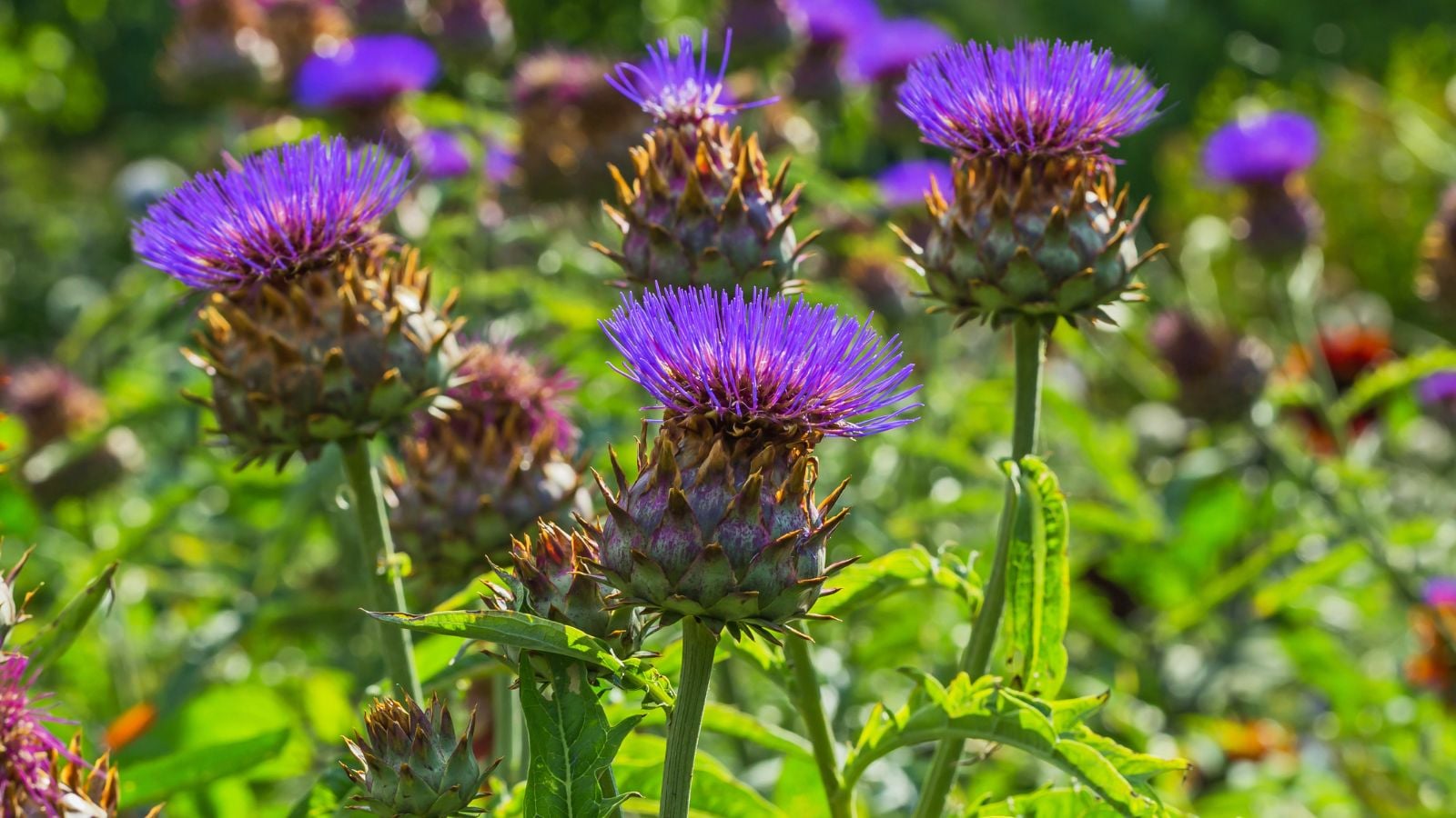 A lush Cardoon plant with multiple blooms with a vibrant purple color surrounded by bright green foliage