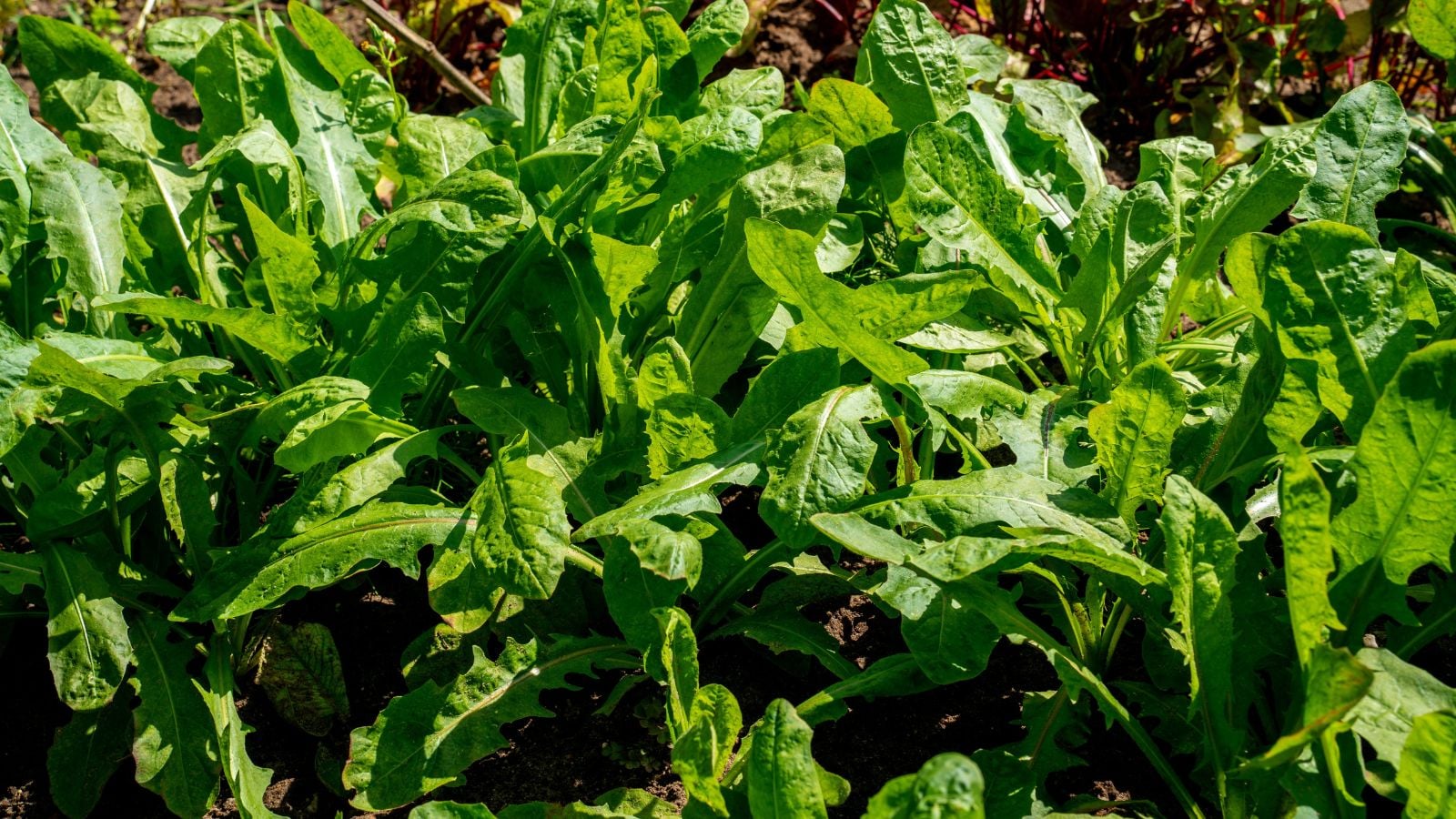 An area in the garden with a lush layer of Chicory greens looking vibrant under the warm sunlight