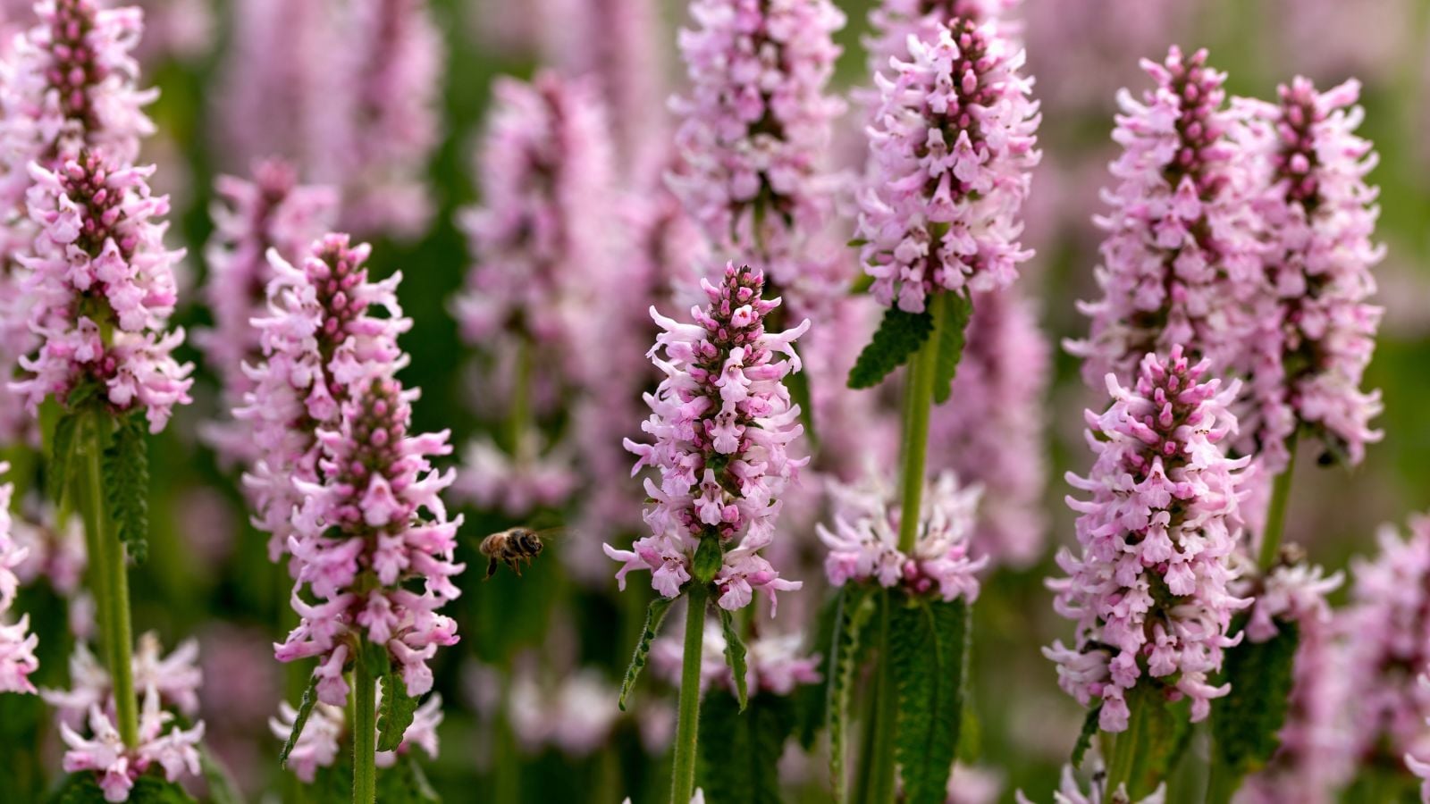 An area with a thick layer of Chinese Artichoke stems having bright purple spires surrounded by deep green leaves and stems