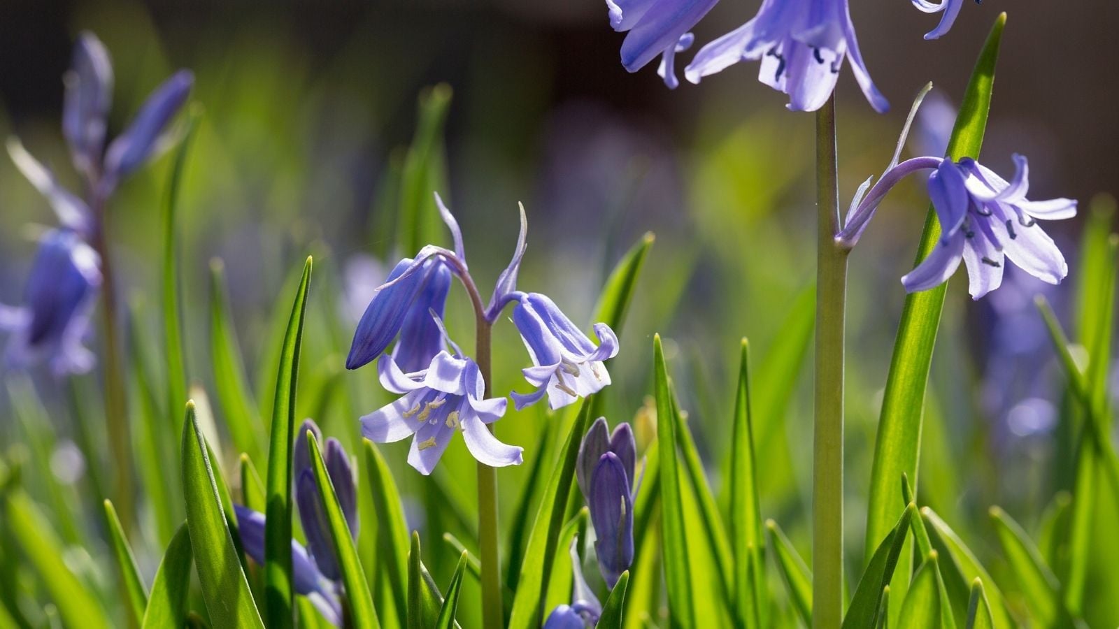 Closeup shot of lovely Hyacinthoides non-scripta blooms, surrounded by slender and green foliage placed under the sunlight