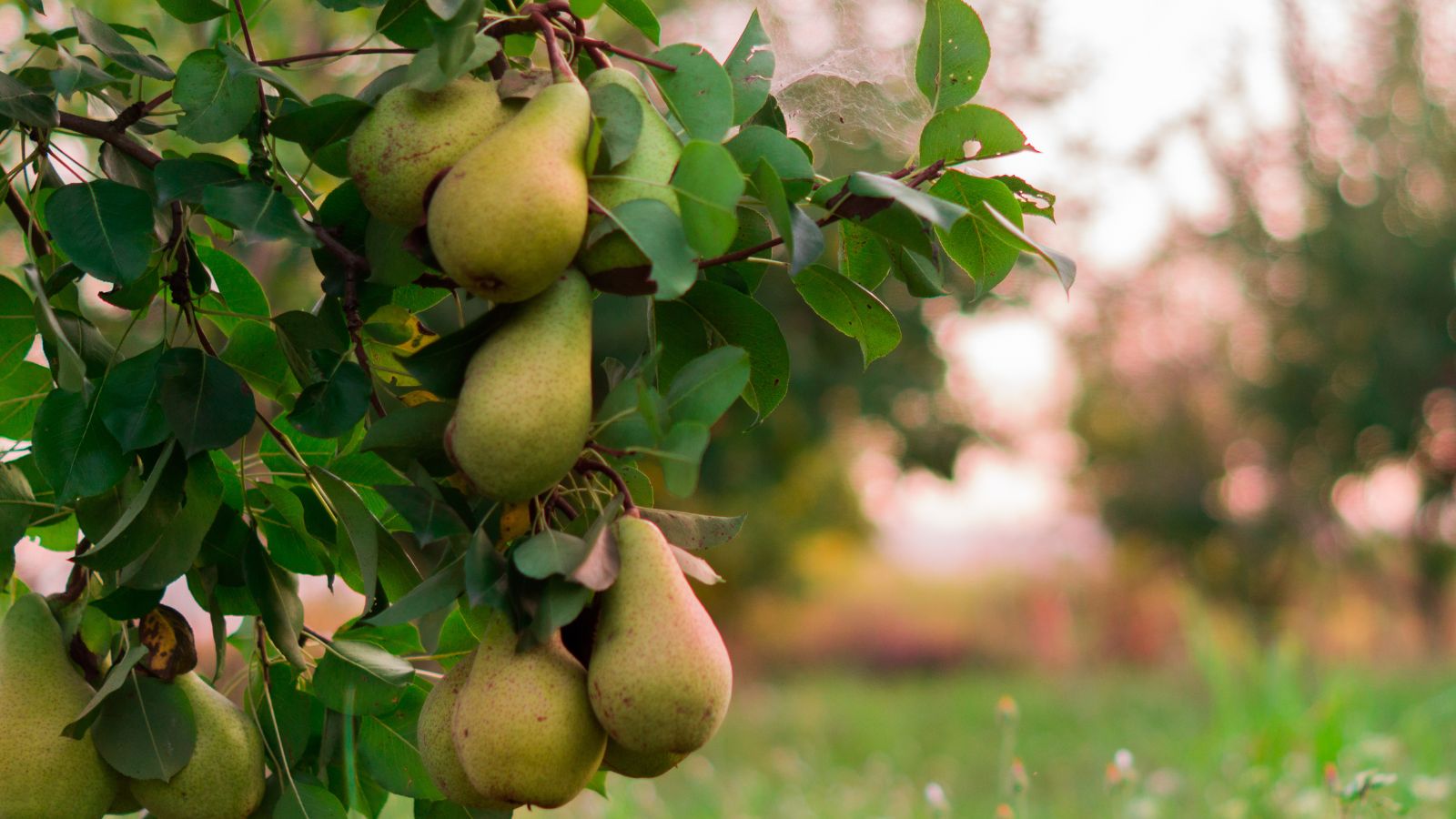 A close-up shot of a small composition of dangling yellow green colored fruits of the Comice variety of fruit-bearing plant