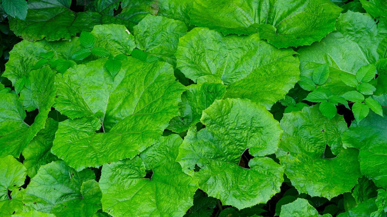 A thick layer of vibrant green Giant Butterbur leaves appearing to have a waxy surface that looks textured placed somewhere sunny