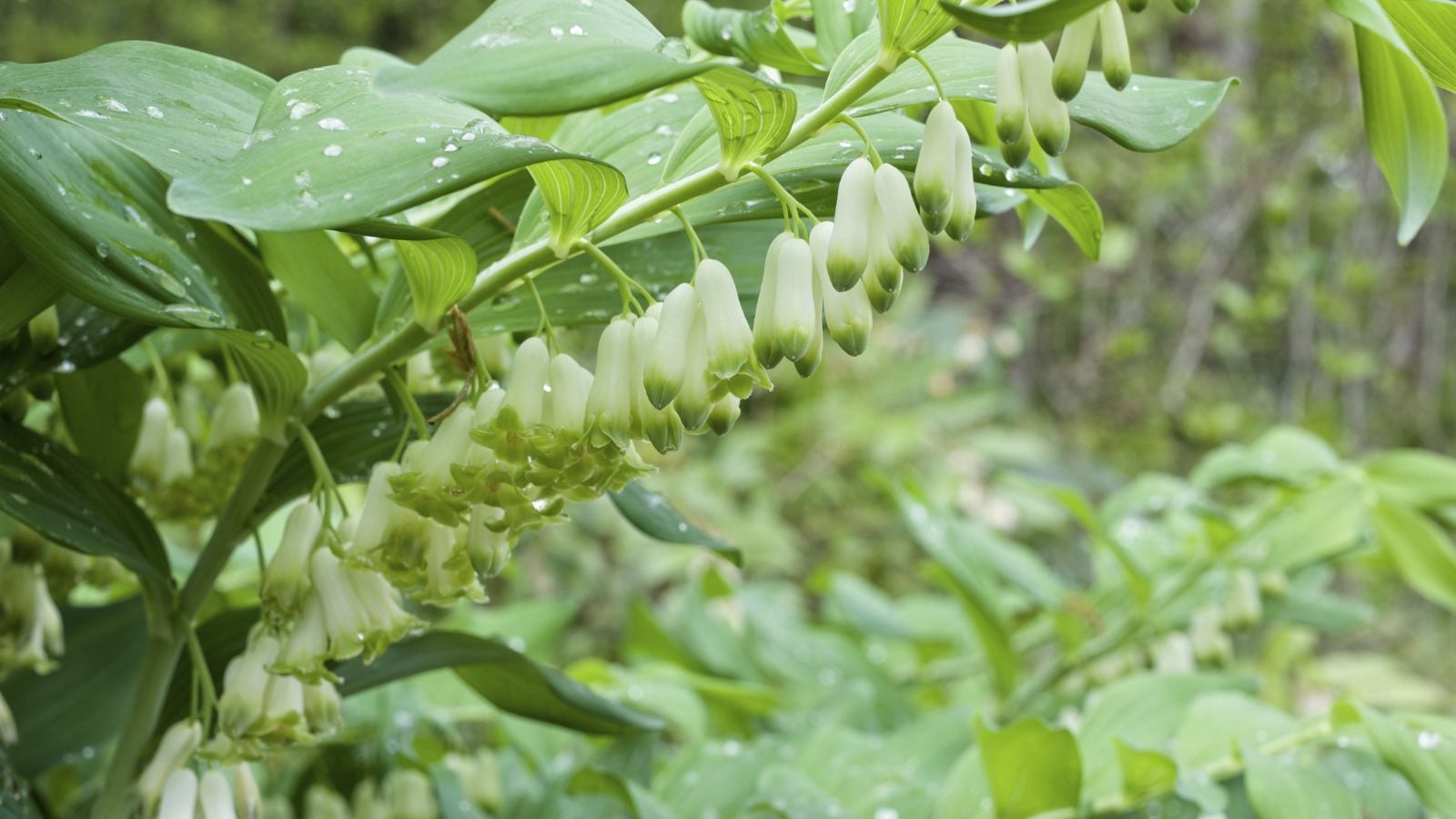 A huge Giant Solomon’s Seal  plant appearing to have rows of blooms dangling while damp placed somewhere with sunlight