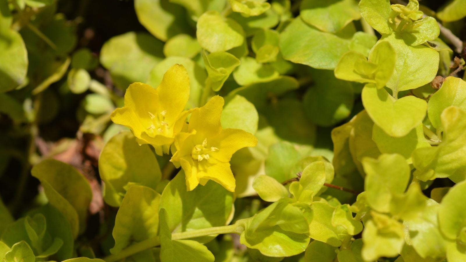 Golden Lysimachia nummularia, appearing to have lush rounded leaves that appear golden with yellow blooms blending in under the warm light