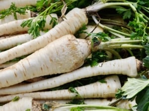 Growing parsnips to harvest them for consumption, with fresh pieces placed in a pile still with bright green tops that look feathery