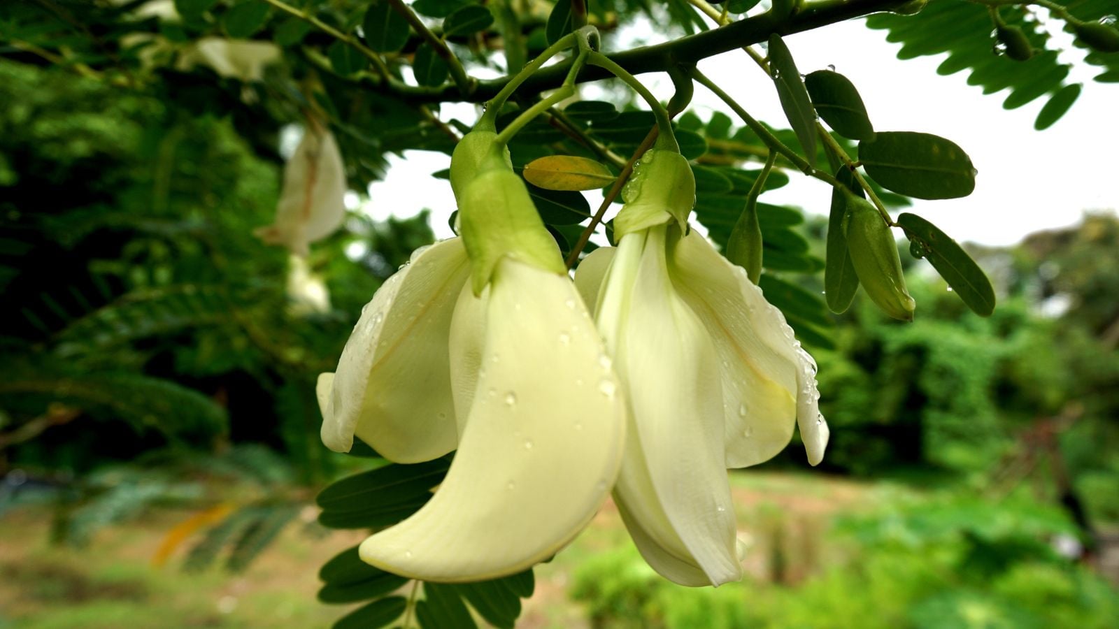 A lovely Sesbania  plant with white banana-shaped blooms dangling from the branch under the shade