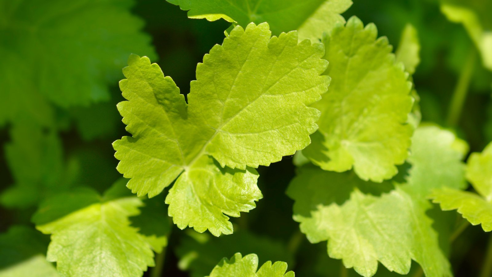 A dense vegetation of Pastinaca sativa leaves featuring broad, bright green leaves.