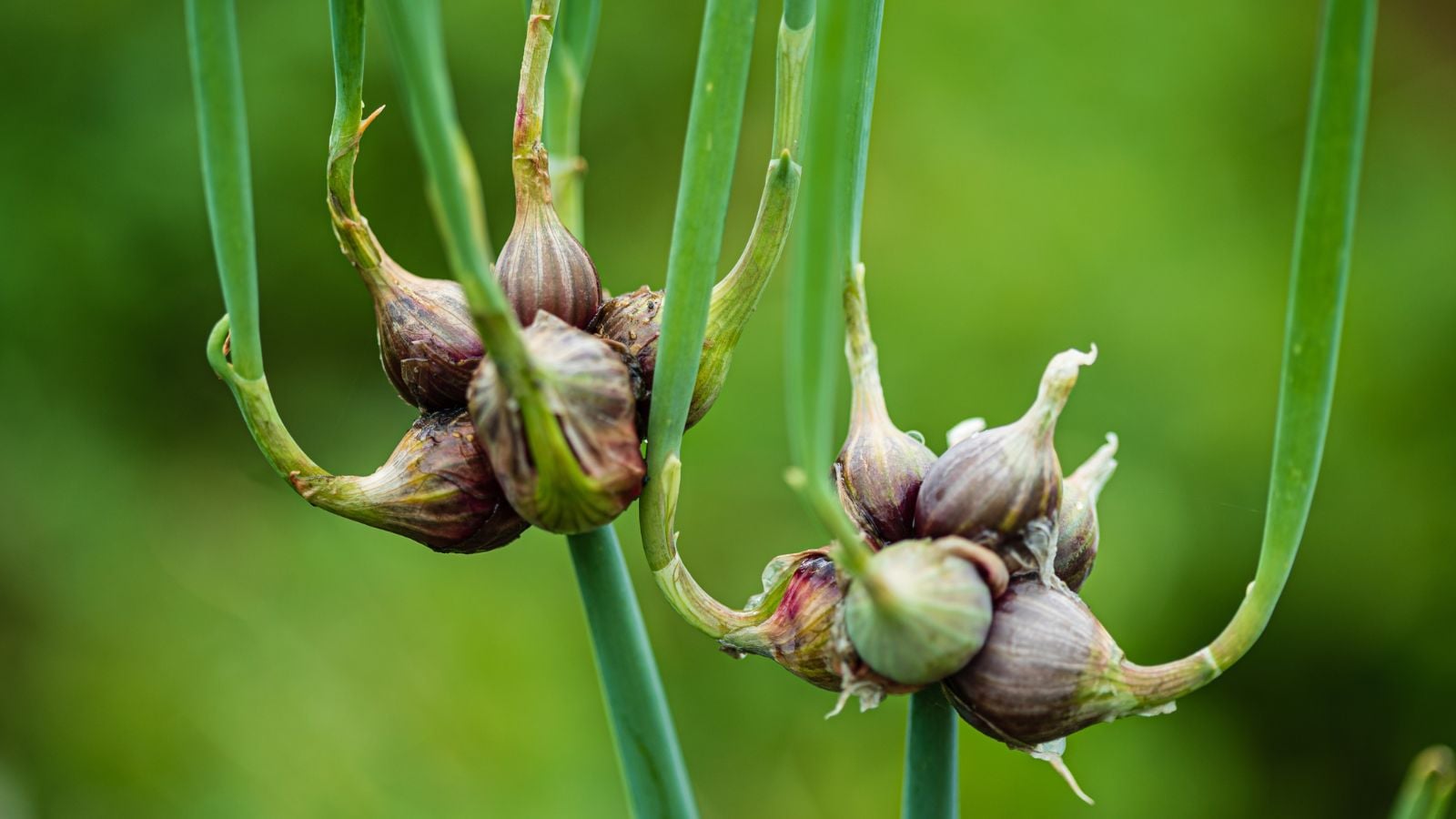 Two lovely Walking Onion plants with multiple bulbs in a cluster having long leaves with a vivid green color