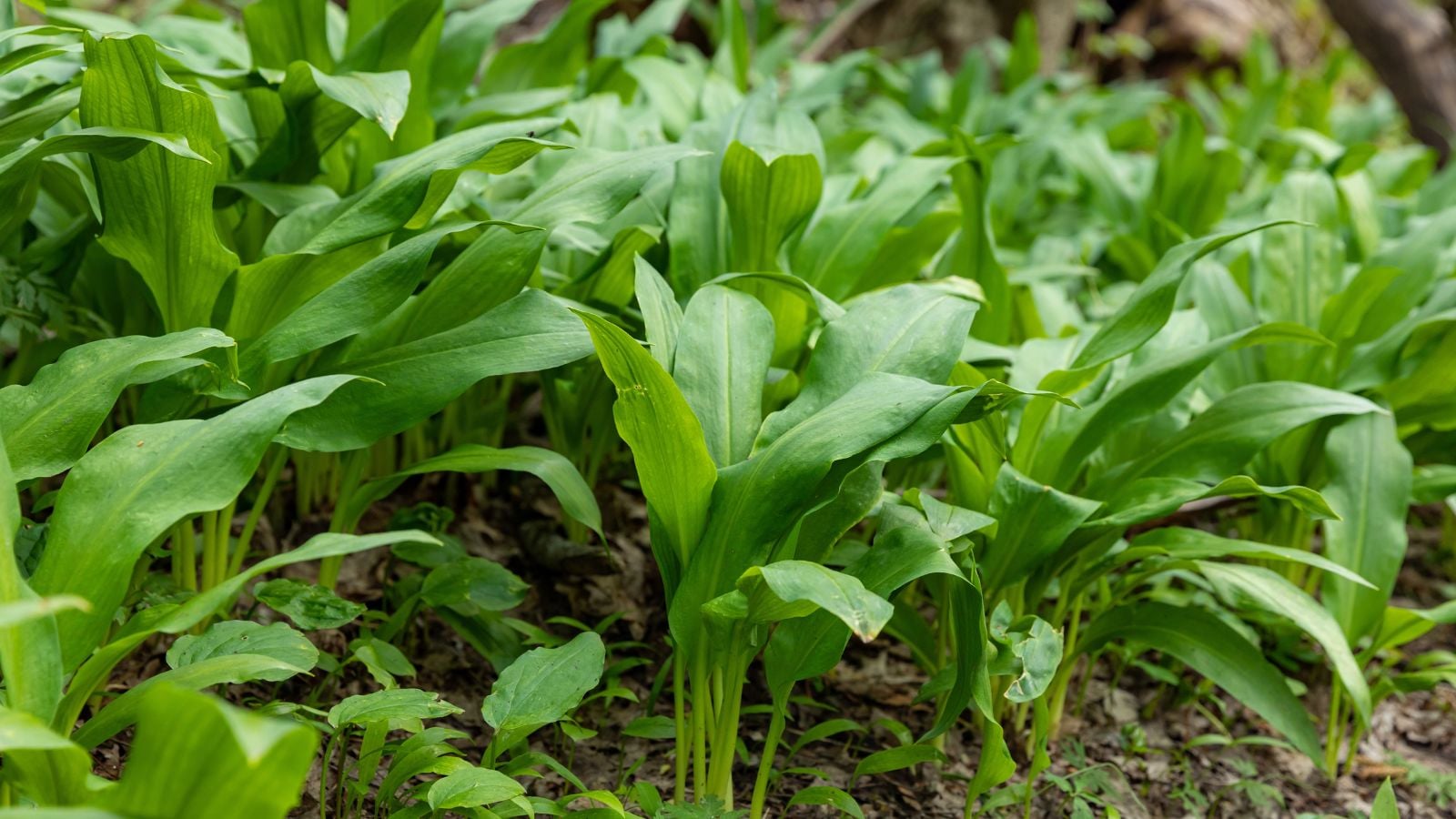 An area covered in Wild Leeks  appearing to have vivid green leaves popping out of the dark brown soil