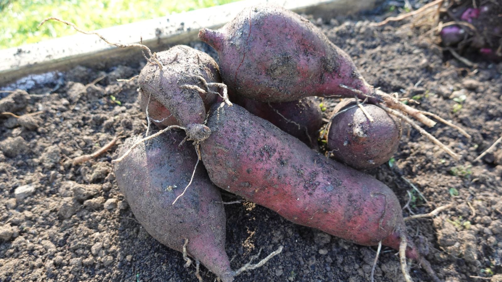 A shot of freshly harvested Yacon tubers pulled out from the soil still caked with dirt placed under bright sunlight