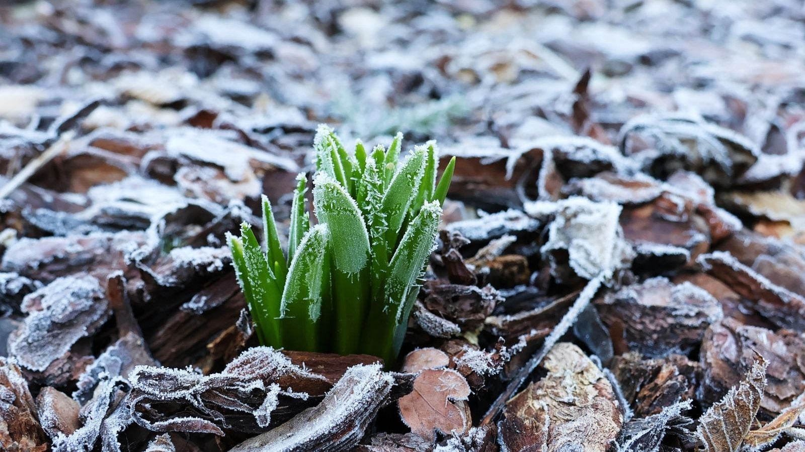 Young Hyacinthoides non-scripta covered in ice, appearing to have green leaves surrounded by brown plant debris