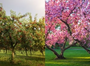 cherry trees vs cherry blossoms, showing side by side photos of the two trees appearing lovely and equally beautiful