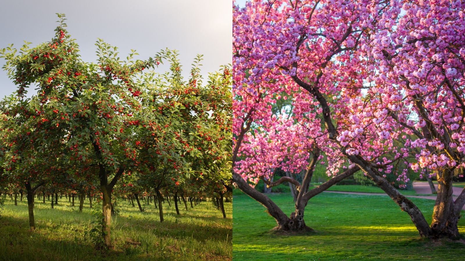 cherry trees vs cherry blossoms, showing side by side photos of the two trees appearing lovely and equally beautiful