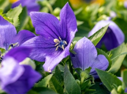 A close up shot of an area that can grow balloon flowers, appearing to have delicate purple petals and deep green leaves under warm sunlight
