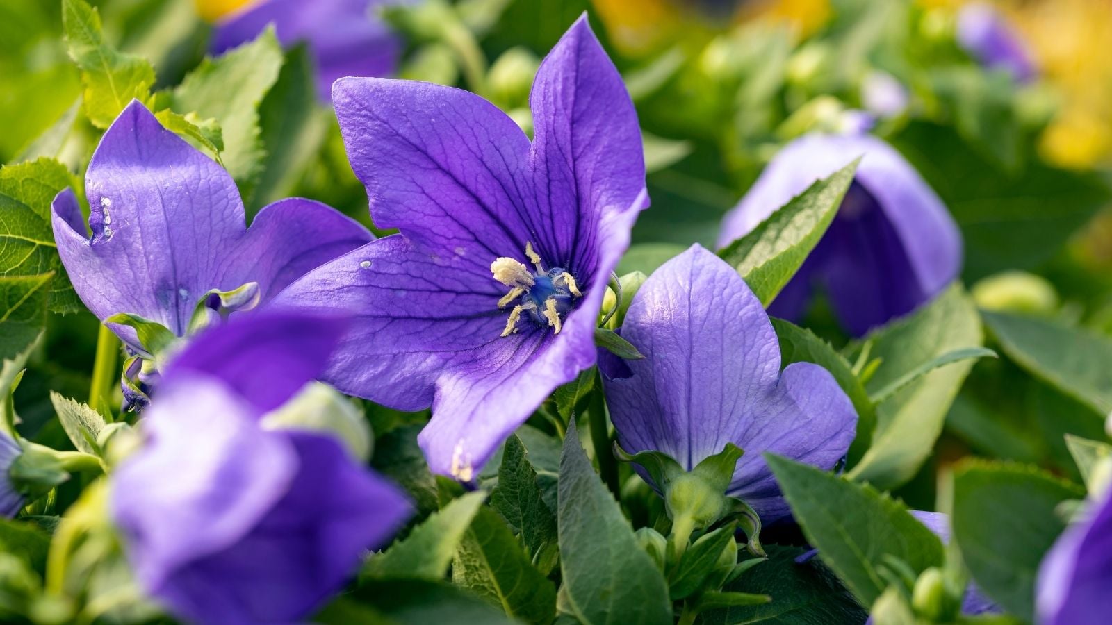 A close up shot of an area that can grow balloon flowers, appearing to have delicate purple petals and deep green leaves under warm sunlight