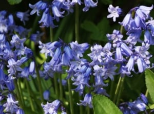 An area where a gardener can grow bluebells, appearing to have lovely blue petals looking vibrant under bright sunlight