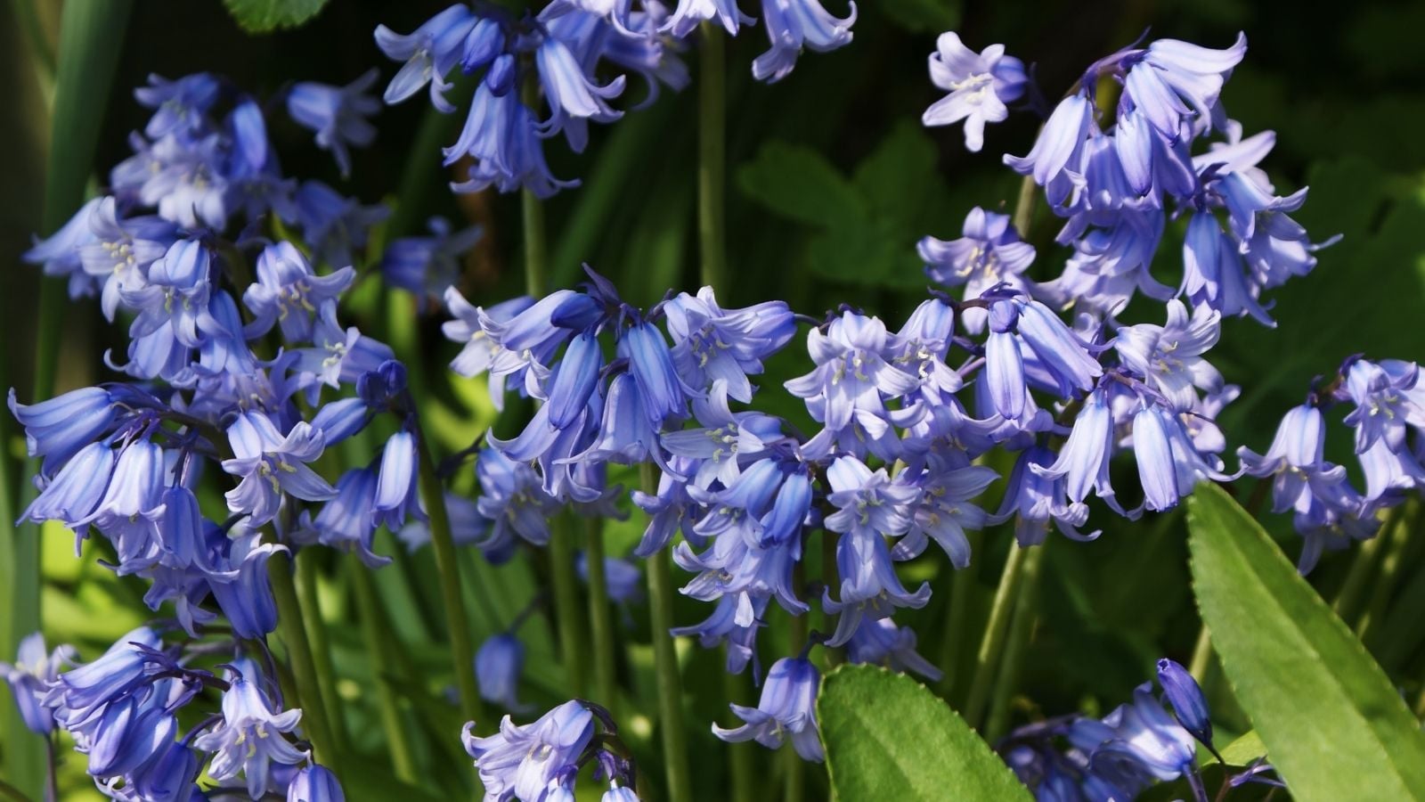 An area where a gardener can grow bluebells, appearing to have lovely blue petals looking vibrant under bright sunlight