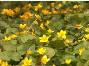 An area meant to grow creeping jenny, appearing thick with lovely green leaves and yellow bloom placed under the warm sunlight