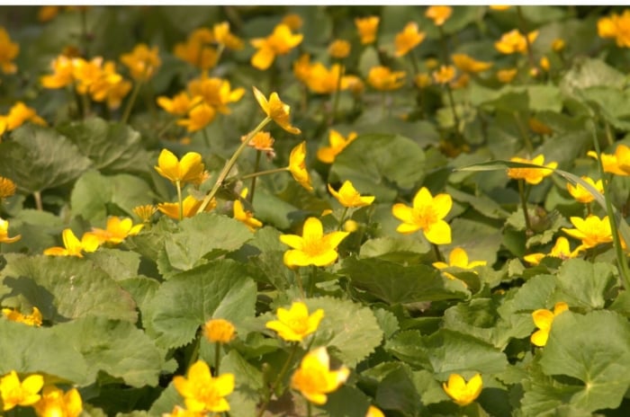 An area meant to grow creeping jenny, appearing thick with lovely green leaves and yellow bloom placed under the warm sunlight