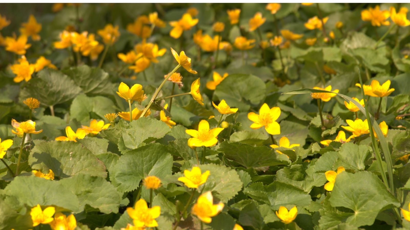 An area meant to grow creeping jenny, appearing thick with lovely green leaves and yellow bloom placed under the warm sunlight