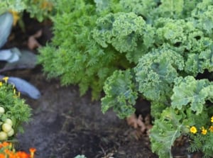 An area covered in various perennial vegetables in the garden, including kale and other crops meant for eating