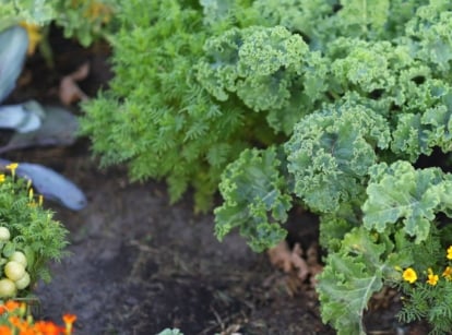 An area covered in various perennial vegetables in the garden, including kale and other crops meant for eating