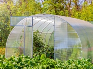 Raised bed greenhouse in the garden, appearing to have many lush plants inside and outside the enclosure, placed somewhere with abundant sunlight