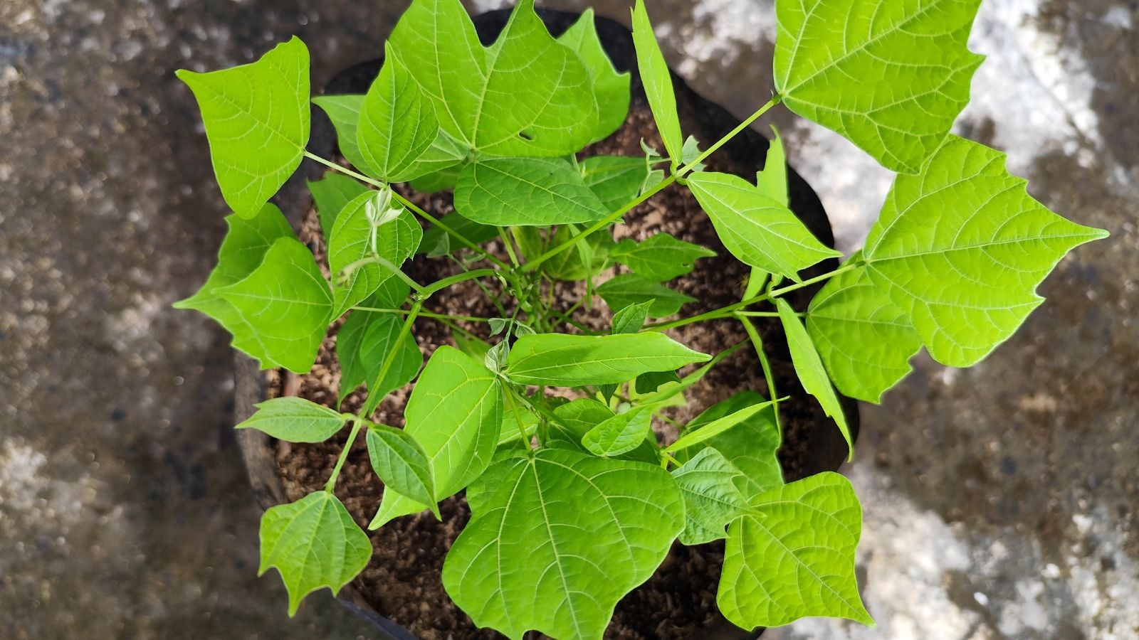 A Pachyrhizus erosus in a black plastic bag, appearing to have irregularly sized leaves with a bright green color under the warm light