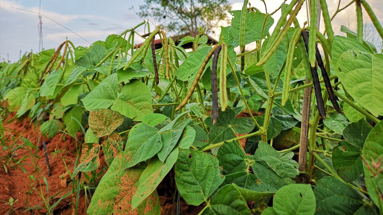 A close-up shot of a row of developing crops in rich soil outdoors