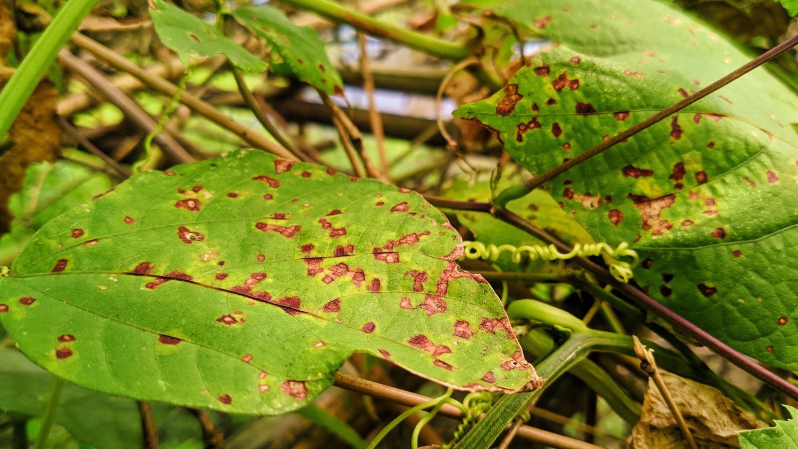 A close-up shot of diseased leaves of a legume crop, showcasing the severity of the damage done to the lfoliage