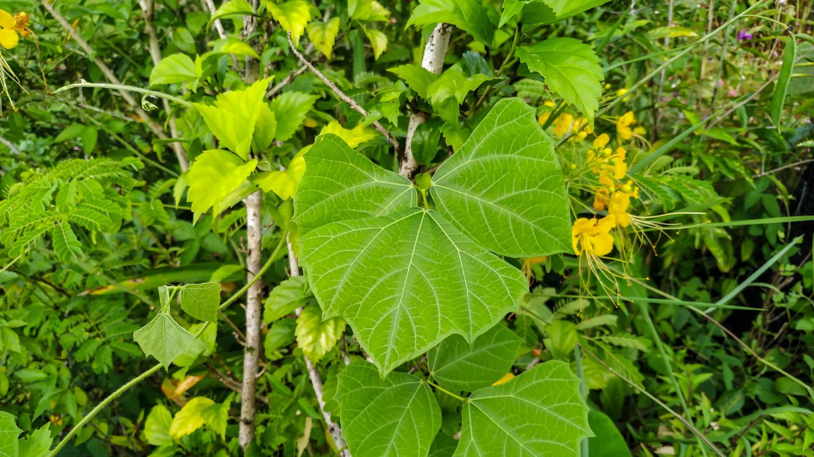A lovely Pachyrhizus erosus plant with broad leaves, appearing to have a vibrant green color with bright yellow blooms