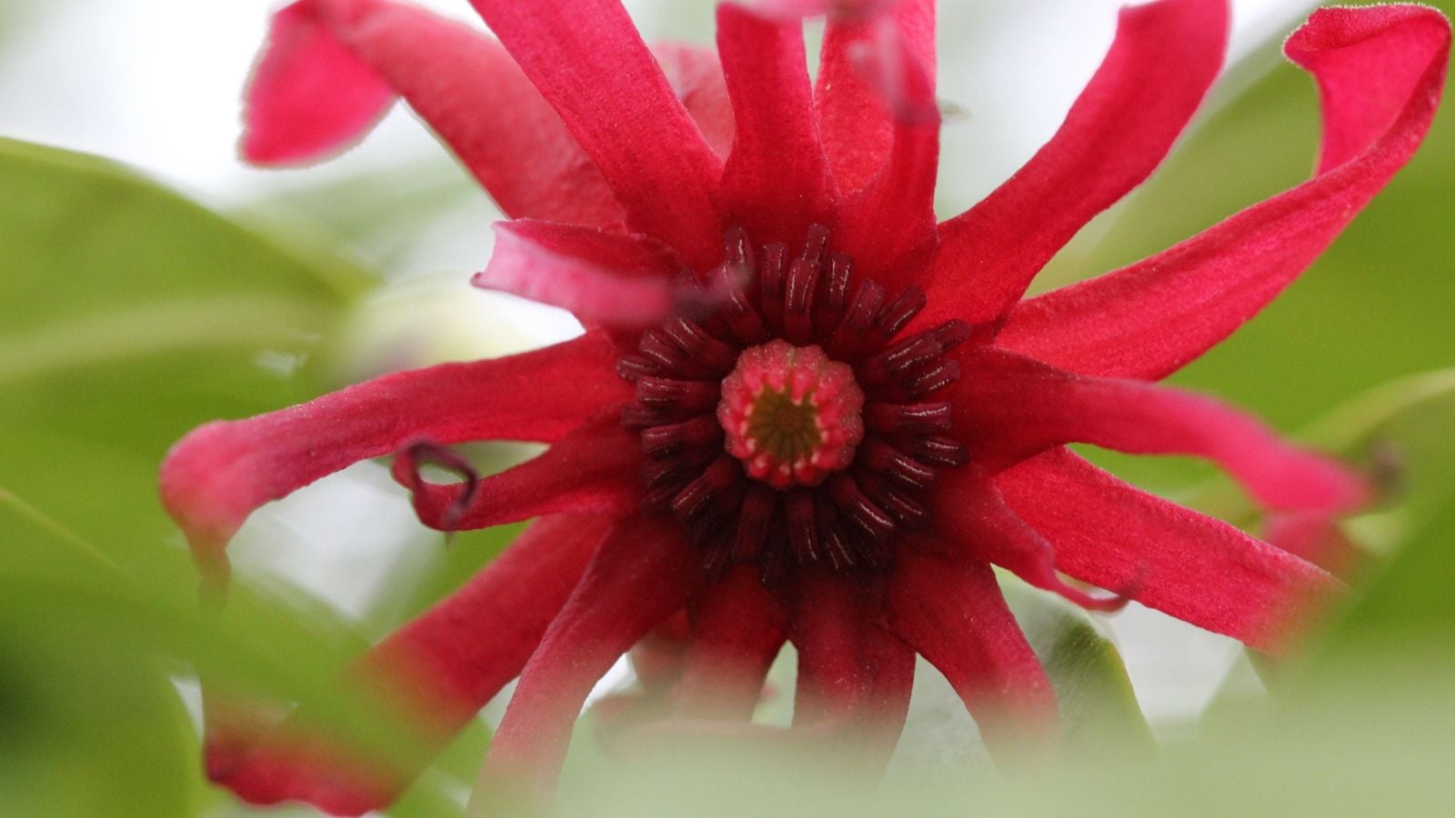 A macro shot of the Illicium verum flower, appearing to have a vibrant red color with delicate petals surrounded by green leaves