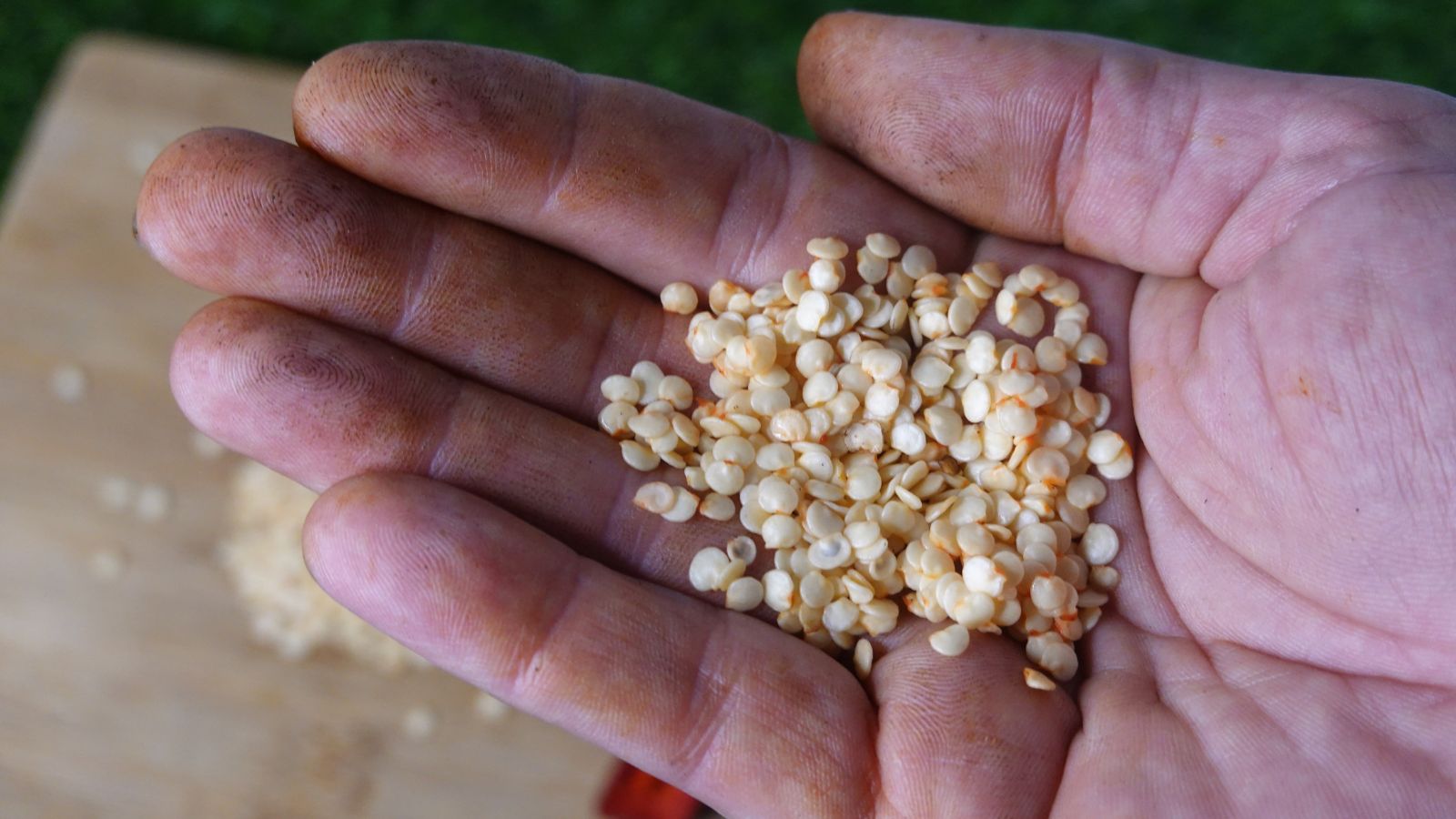 A person holding a pile of Capsicum germs, with a wooden board appearing blurred in the background