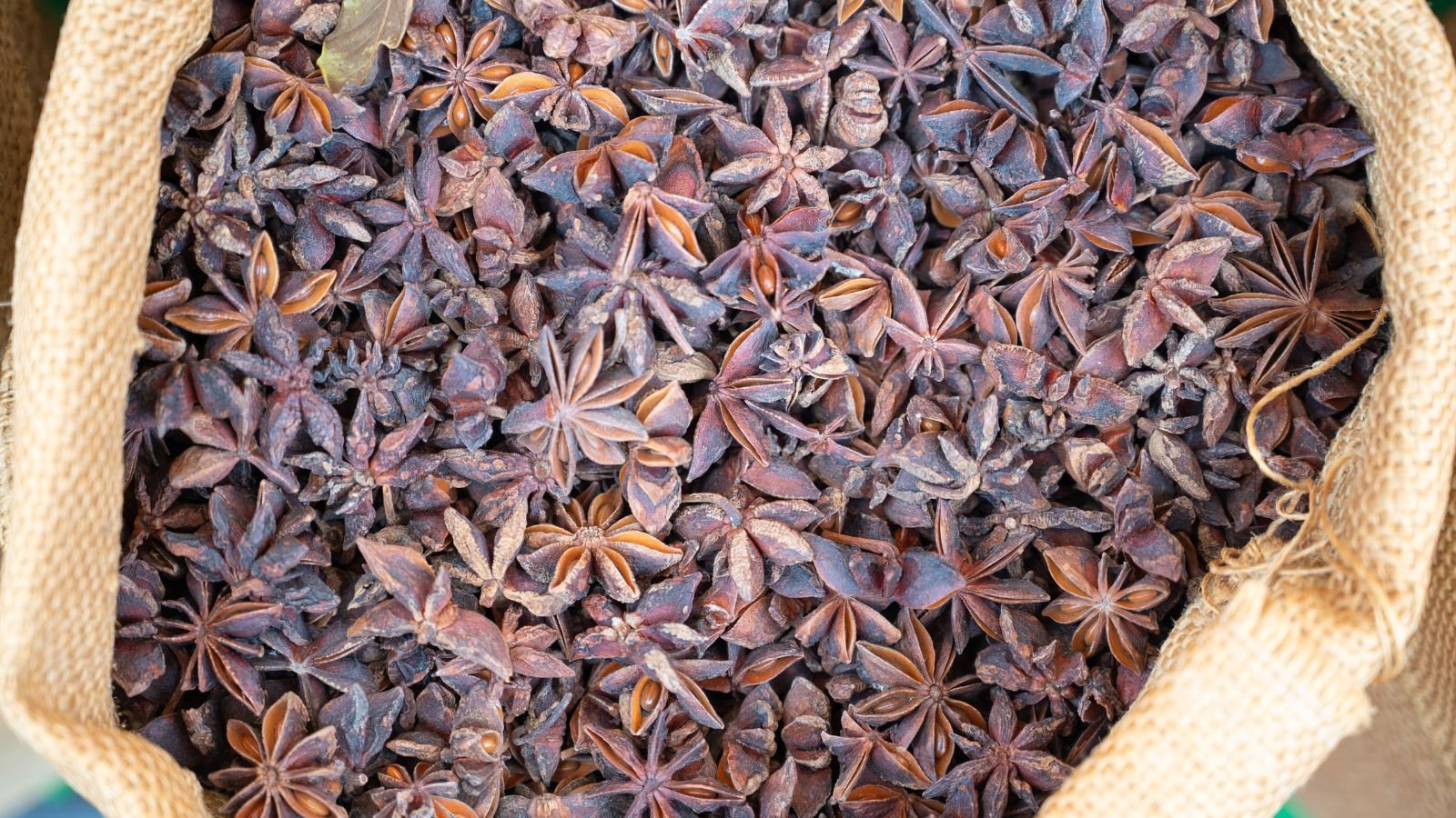 A sack of harvested Illicium verum seeds, appearing to be brown and dried before being placed in a sack that looks dry as well