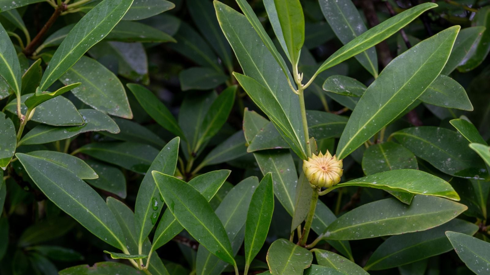 A shrub-like plant with long leaves, having a deep green color placed somewhere with sunlight