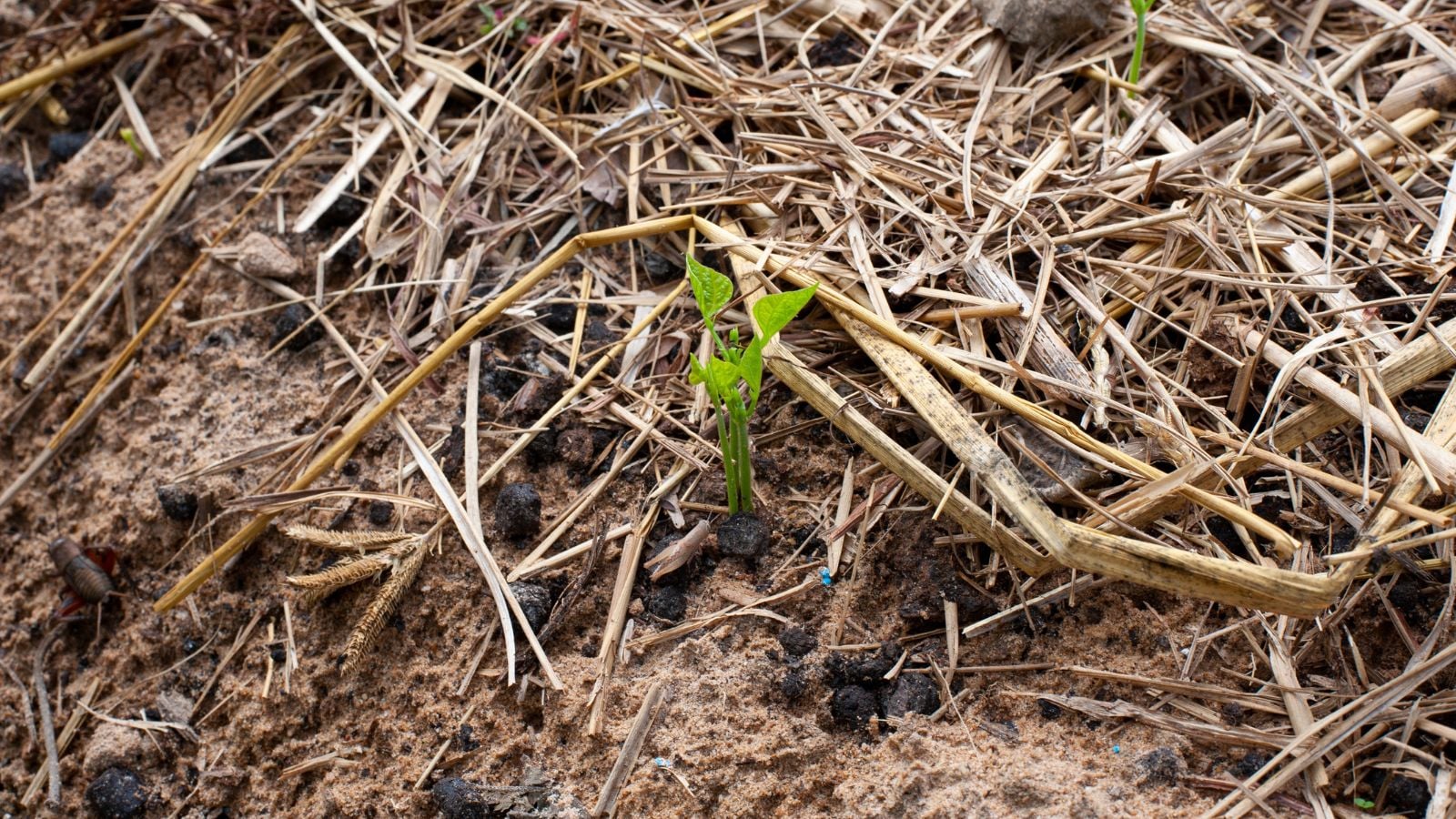 A small and young Pachyrhizus erosus seedling popping up from the damp ground, appearing to be covered in various dry plant debris