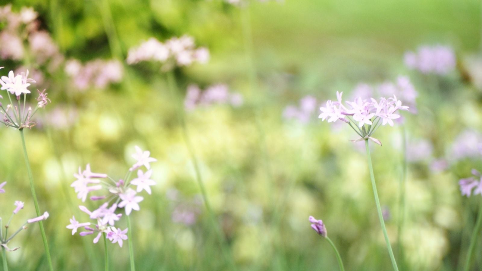 An area covered in Tulbaghia violacea plants with clusters of purple blooms, appearing to be planted on a afield with abundant sunlight
