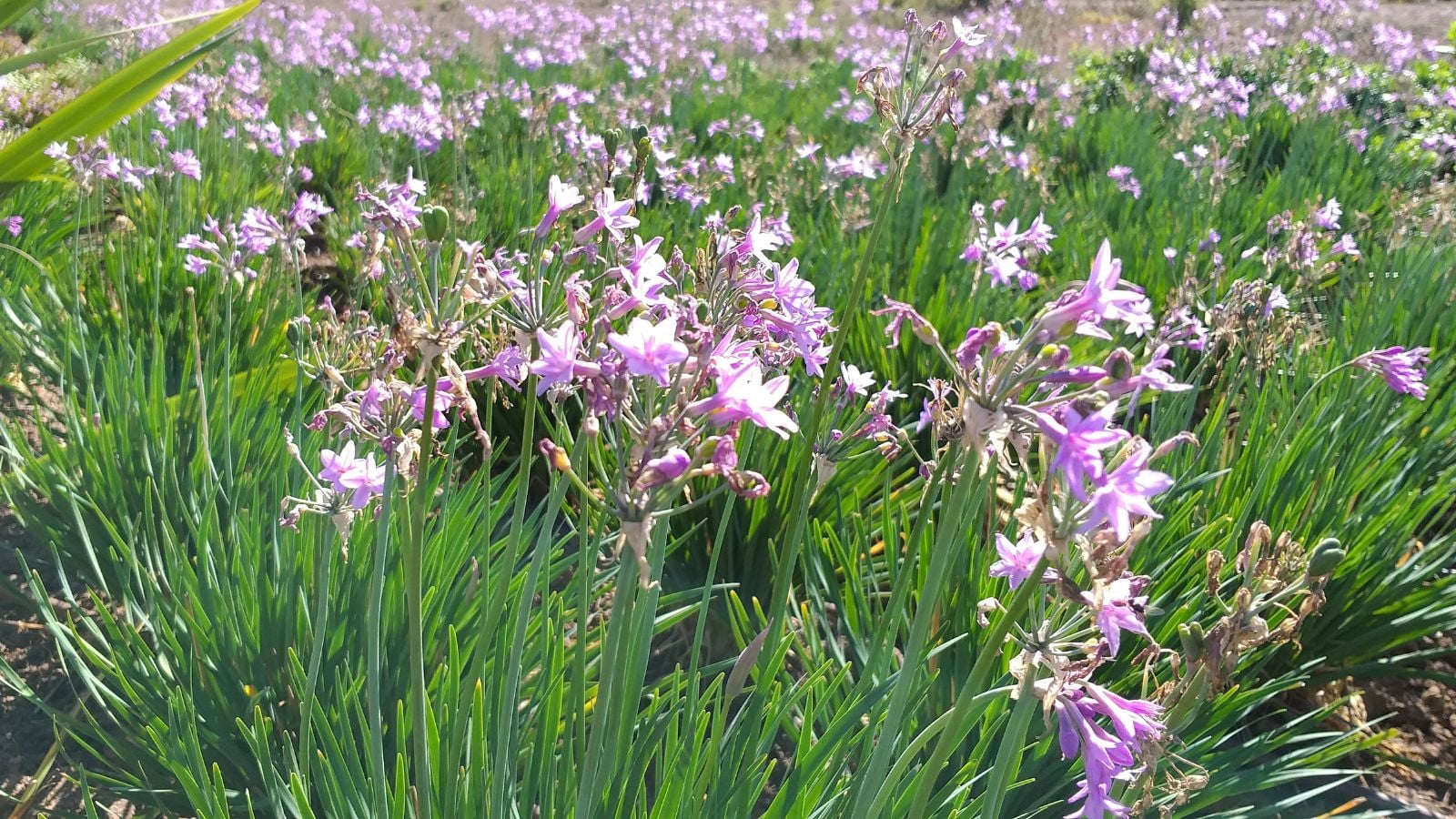 An area of a field covered in Tulbaghia violacea plants, appearing to have thick layers of leaves that appear long and slender