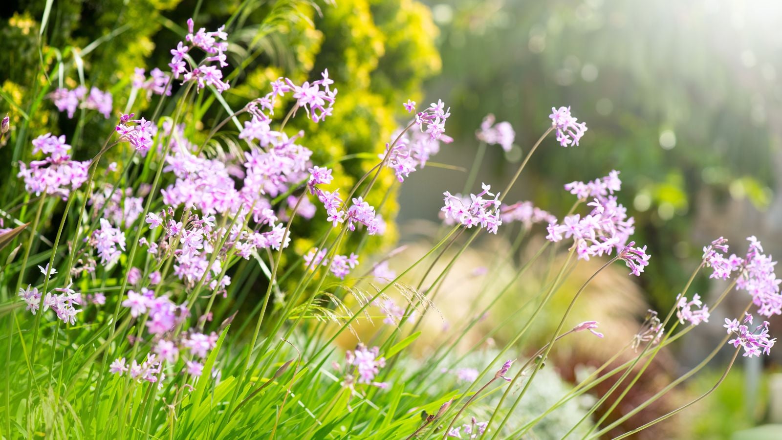 An area with lovely society garlic plants with tiny purple flowers, placed somewhere with lots of direct sunlight