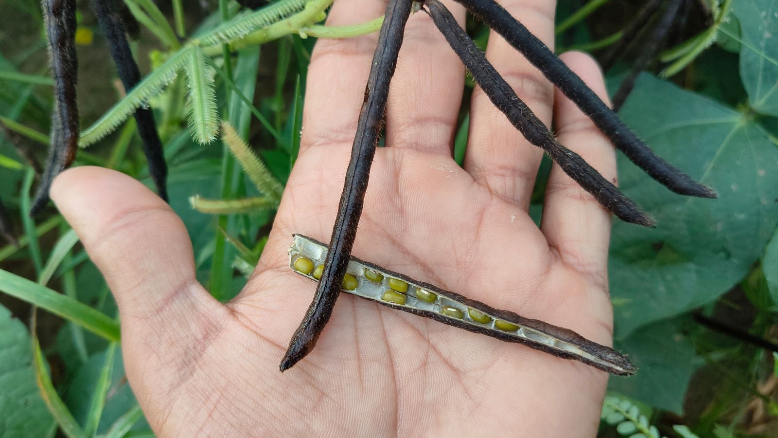 An overhead and close-up shot of a person's hand holding an opened pod of a legume with several other ready pods in the background