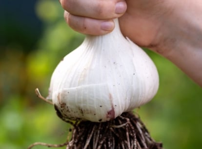 A person using bare hand to hold a huge Elephant garlic with long roots underneath still caked in dirt