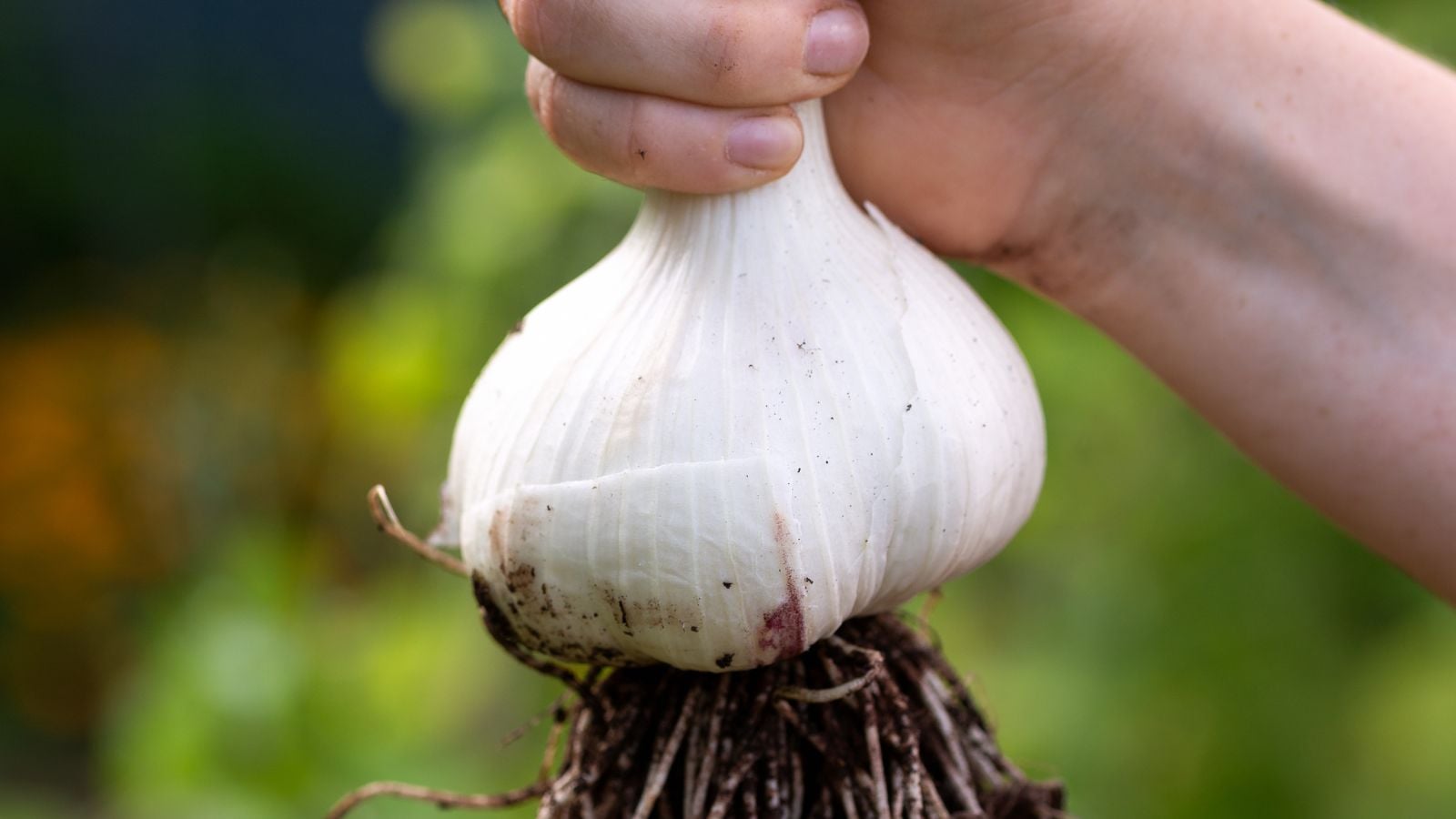 A person using bare hand to hold a huge Elephant garlic with long roots underneath still caked in dirt
